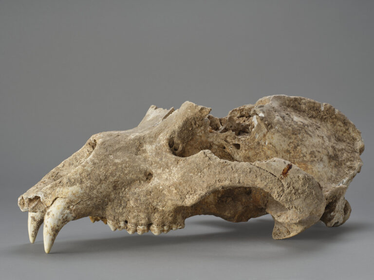 Cranio di "Ursus Spelaeus, Ros."